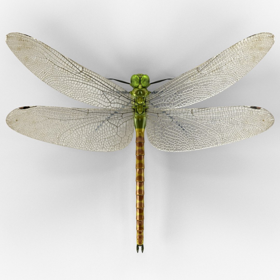 3d model dragon https://p.turbosquid.com/ts-thumb/eR/8N9VXf/gDNeuyyr/dragonfly_12/jpg/1376597373/1920x1080/fit_q87/9a67fb323c9957f115f5780b7205aa09cf965496/dragonfly_12.jpg
