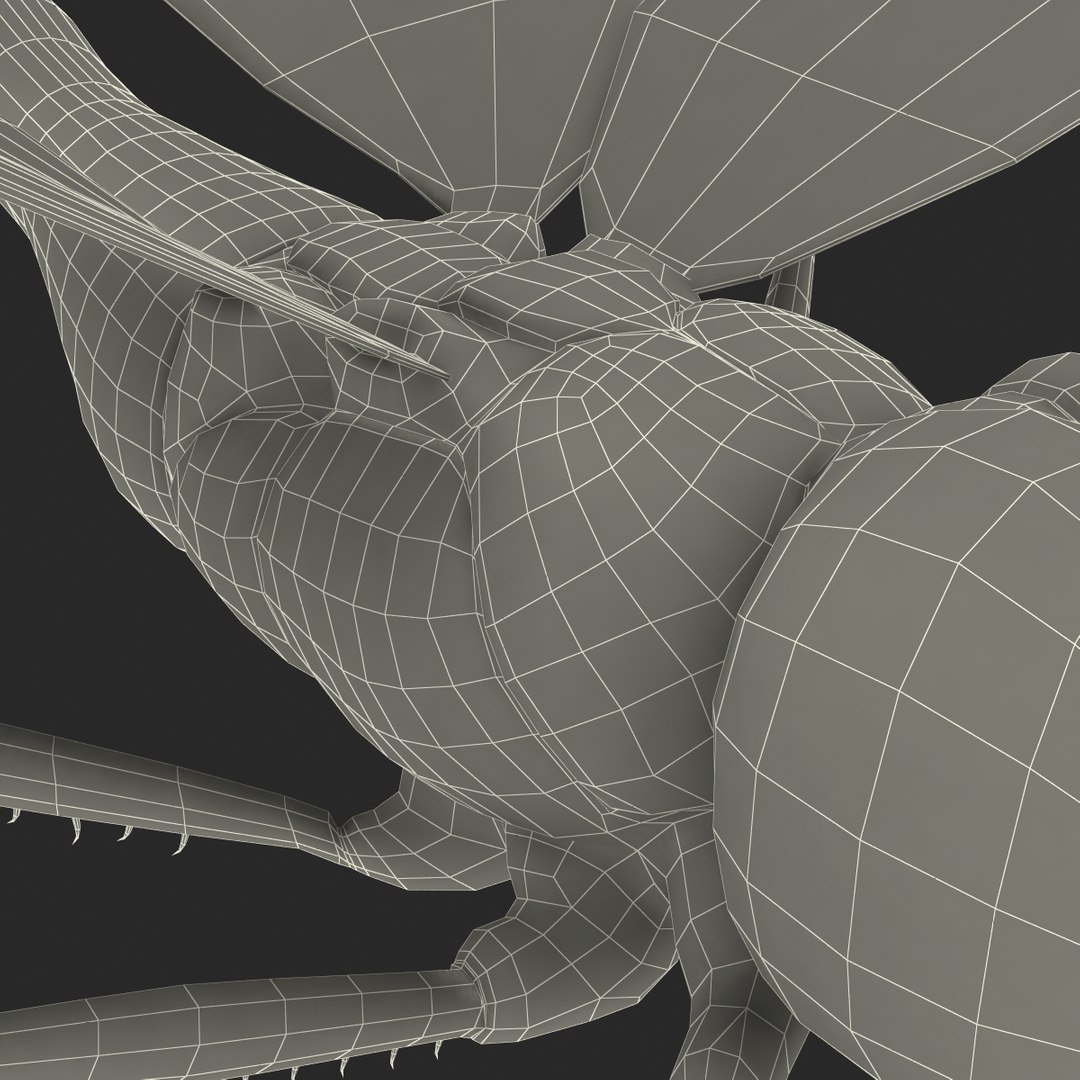 3d model dragon https://p.turbosquid.com/ts-thumb/eR/8N9VXf/mLbYjJiI/dragonfly_28/jpg/1376597510/1920x1080/fit_q87/4a49cfacb45ff666fd42b0120b11bf9268677501/dragonfly_28.jpg