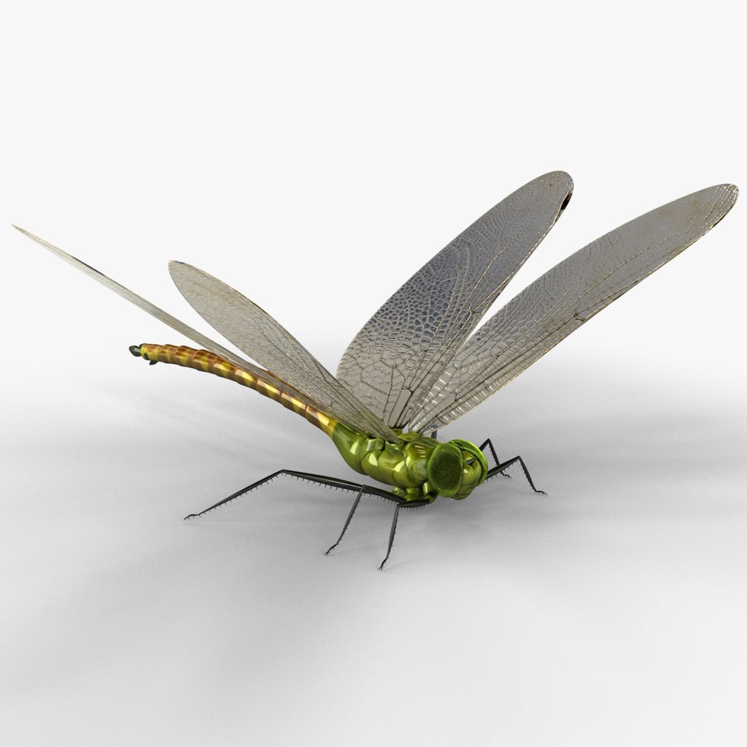 3d model dragon https://p.turbosquid.com/ts-thumb/eR/8N9VXf/xRqc50Qu/dragonfly_8/jpg/1376597338/1920x1080/fit_q87/dfefb31a77532d750f71e1c50541e9570ed63b4f/dragonfly_8.jpg