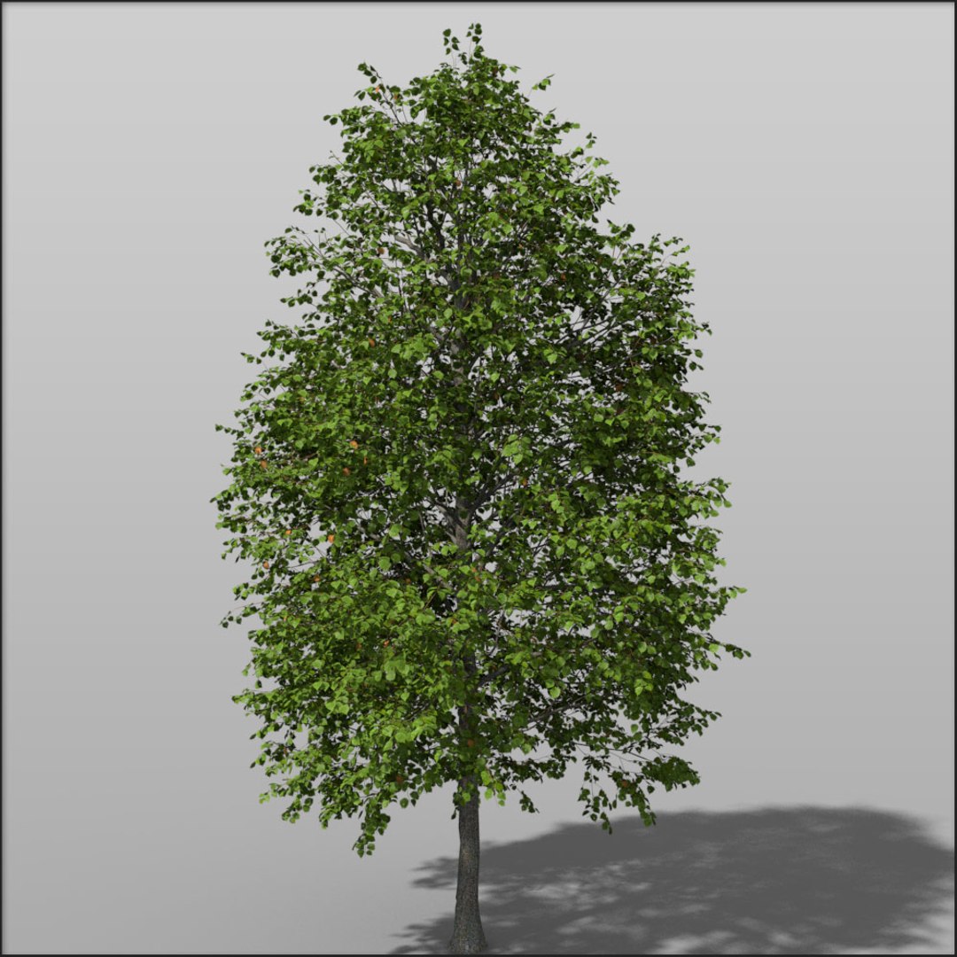 3d Plant Tree Medium Hazel