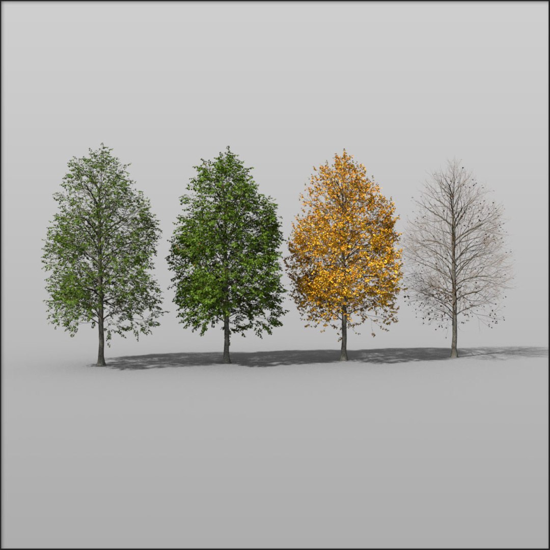 3d Plant Tree Medium Hazel