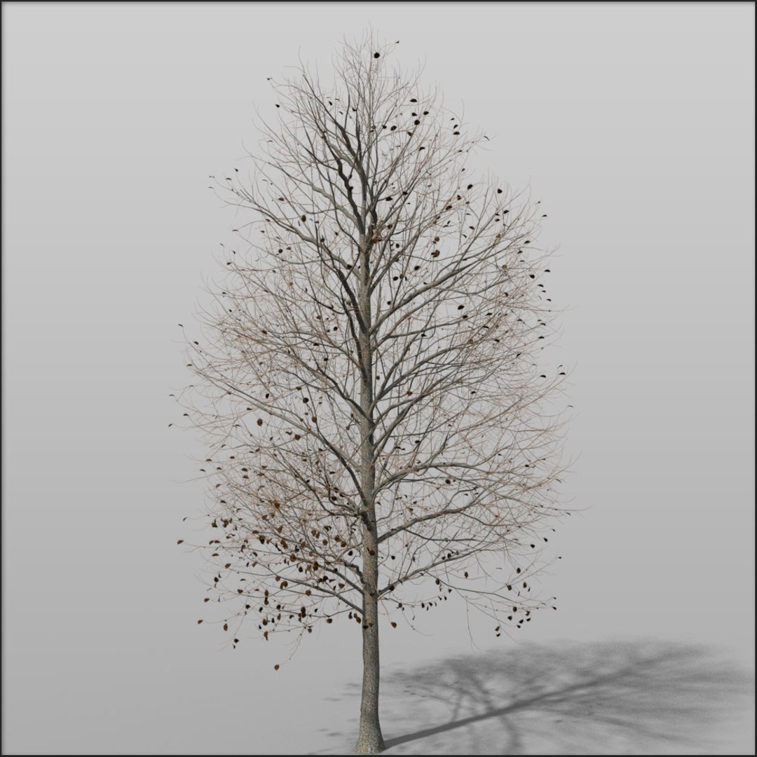 3d Plant Tree Medium Hazel