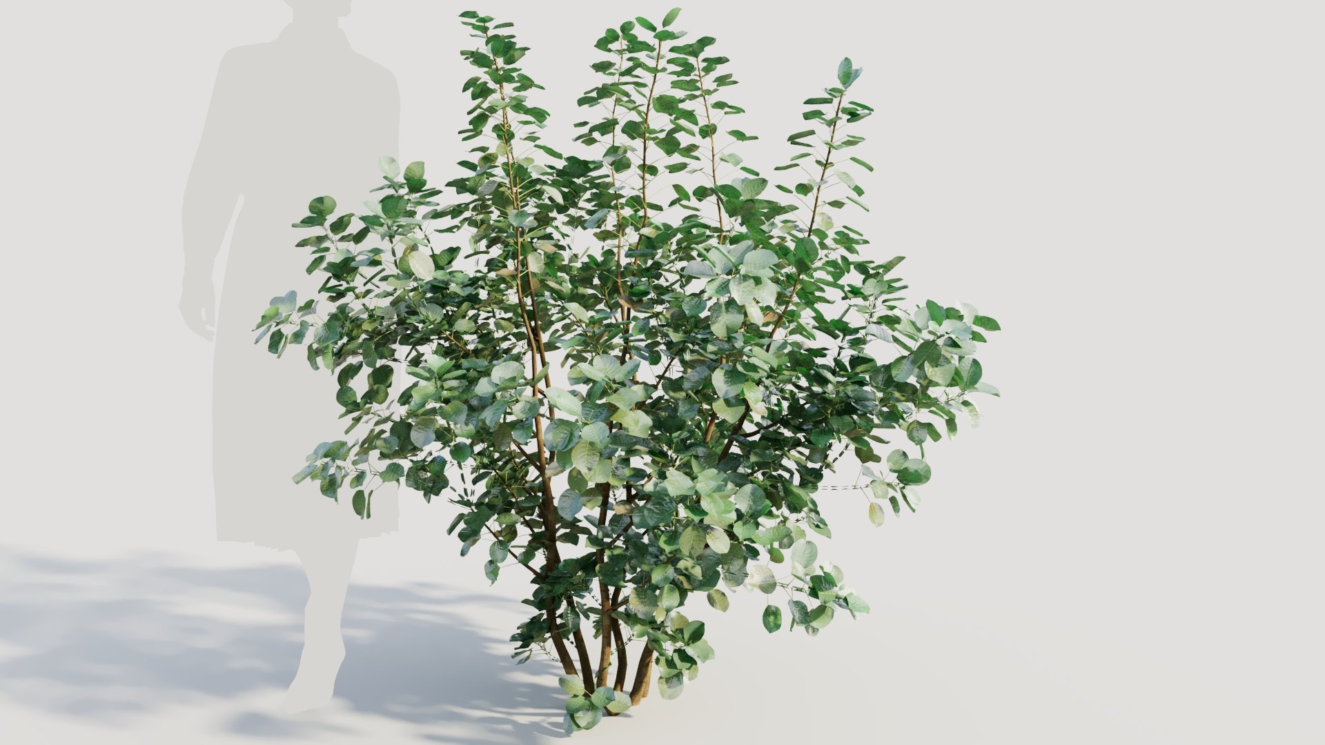 3D Cotinus coggygria a https://p.turbosquid.com/ts-thumb/eR/Hl1Bbj/71/cotinuscoggygriaa_9/jpg/1708406125/1920x1080/fit_q87/41630e916652988a60fbb5d66a097ee320471680/cotinuscoggygriaa_9.jpg