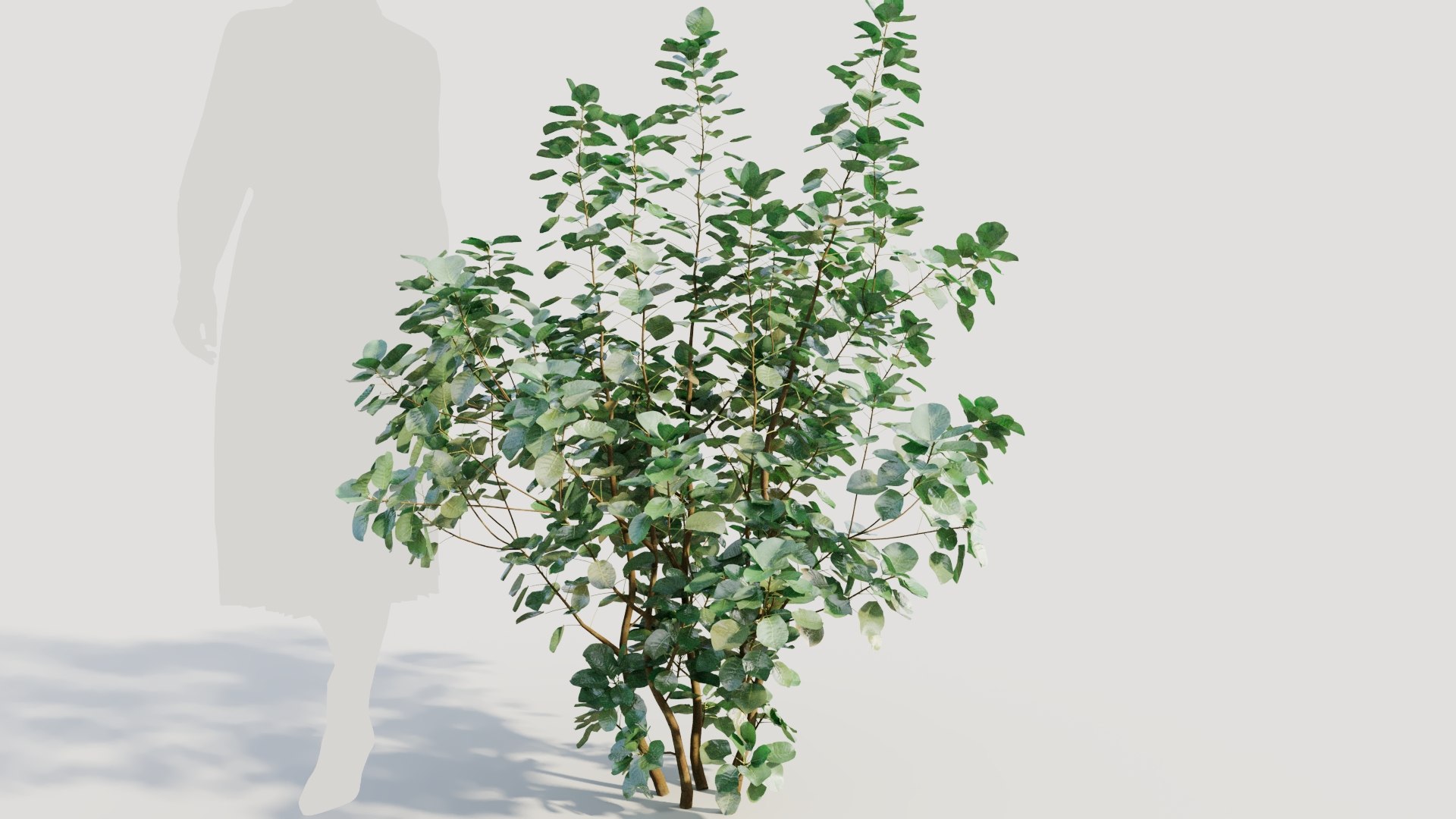 3D Cotinus coggygria a https://p.turbosquid.com/ts-thumb/eR/Hl1Bbj/9P/cotinuscoggygriaa_8/jpg/1708406123/1920x1080/fit_q87/e8010212bb1b0e468930bde6de4ec12a42406227/cotinuscoggygriaa_8.jpg