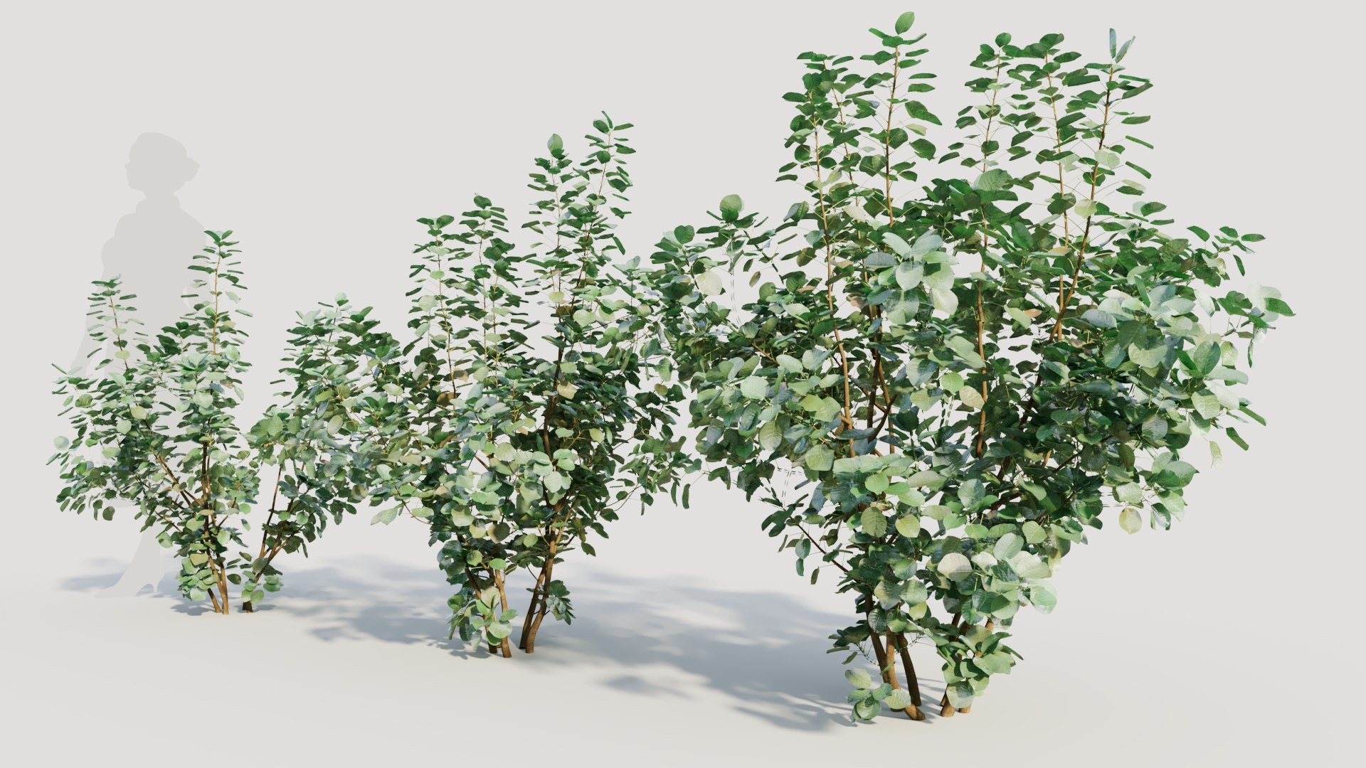 3D Cotinus coggygria a https://p.turbosquid.com/ts-thumb/eR/Hl1Bbj/F0/cotinuscoggygriaa_3/jpg/1708406124/1920x1080/fit_q87/3c9f825b39505279c5bd8deca8cf7f4c0b7e5462/cotinuscoggygriaa_3.jpg