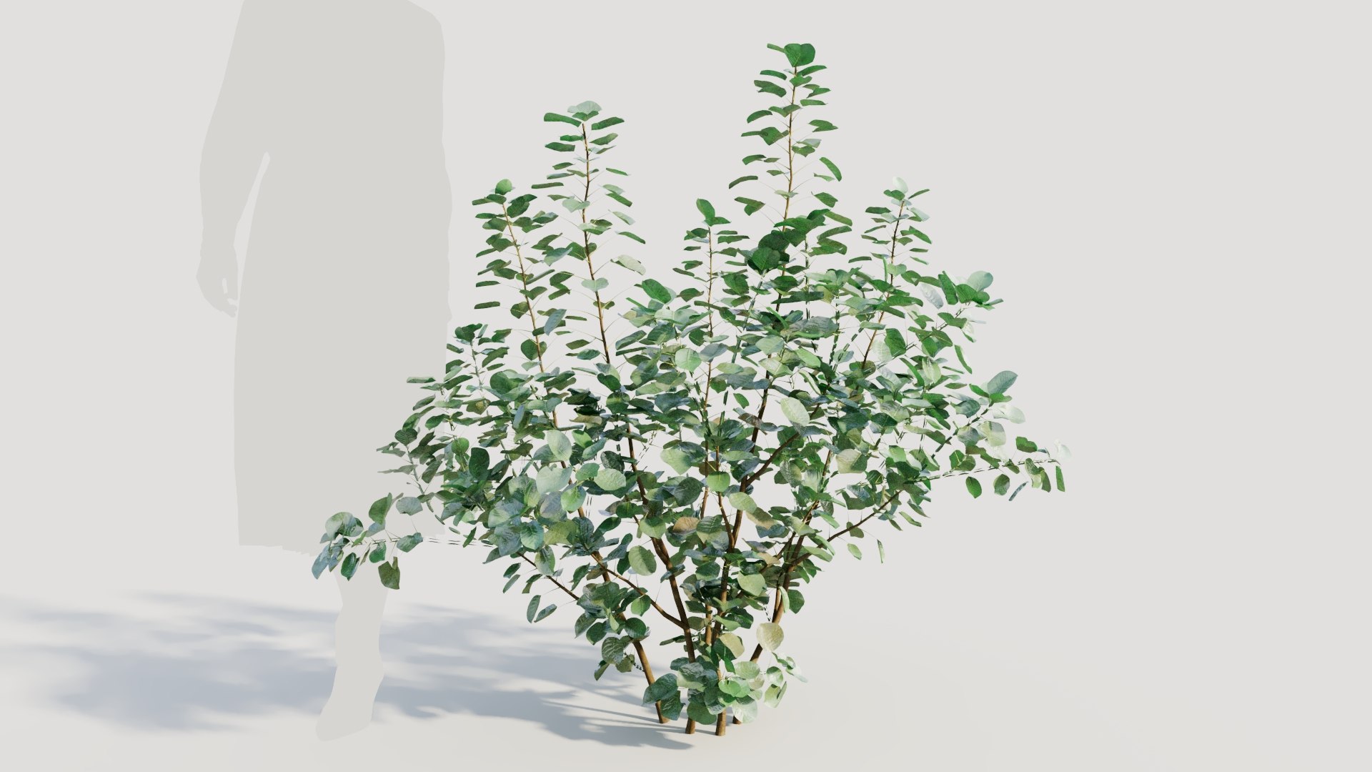 3D Cotinus coggygria a https://p.turbosquid.com/ts-thumb/eR/Hl1Bbj/Fv/cotinuscoggygriaa_7/jpg/1708406122/1920x1080/fit_q87/6fda40406ce6cb9665cd4fe8f84101387eb196ee/cotinuscoggygriaa_7.jpg