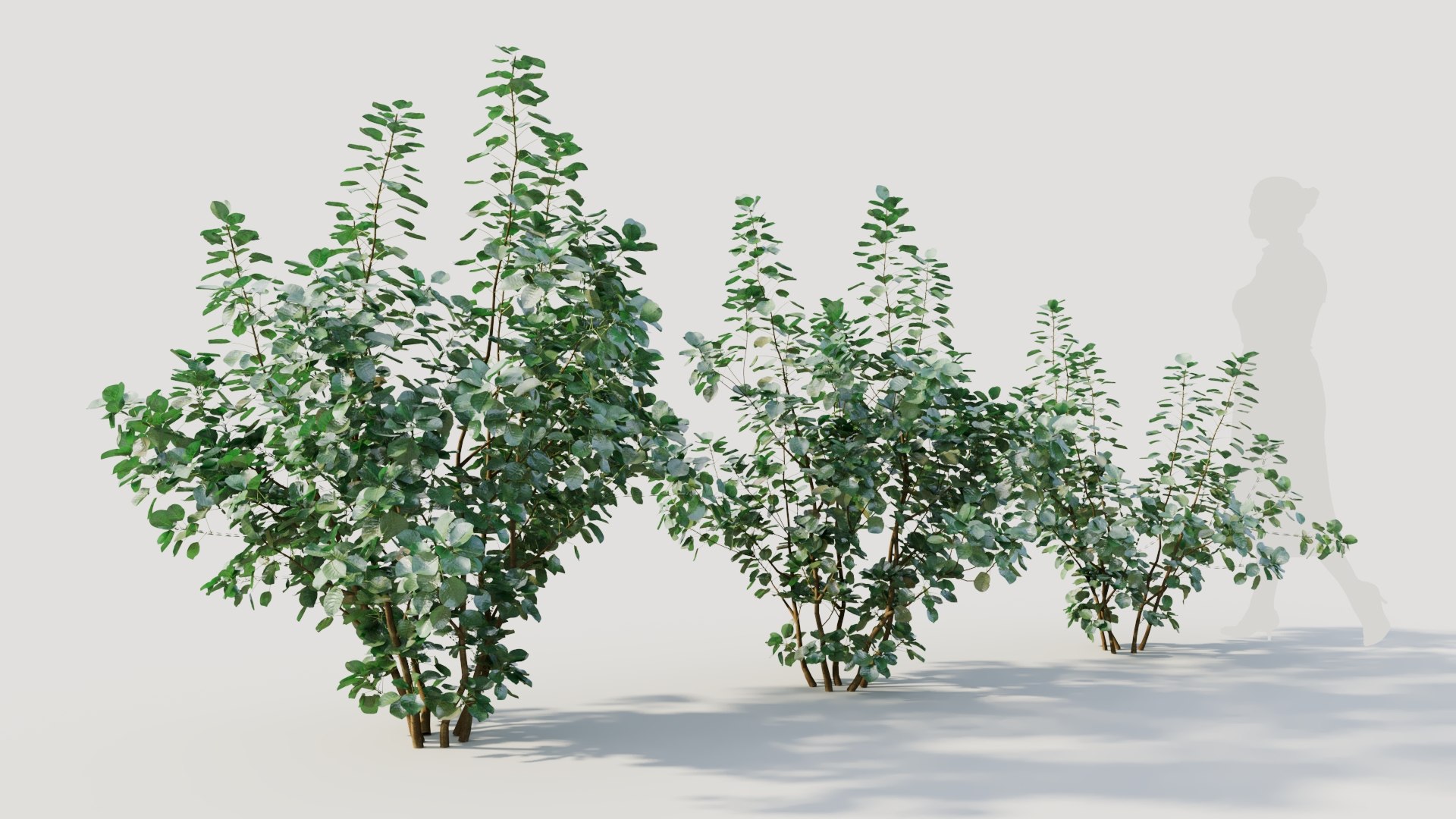 3D Cotinus coggygria a https://p.turbosquid.com/ts-thumb/eR/Hl1Bbj/Jk/cotinuscoggygriaa_6/jpg/1708406121/1920x1080/fit_q87/4b1d47aab9469fe020715cdc742d6d9daea6ac11/cotinuscoggygriaa_6.jpg