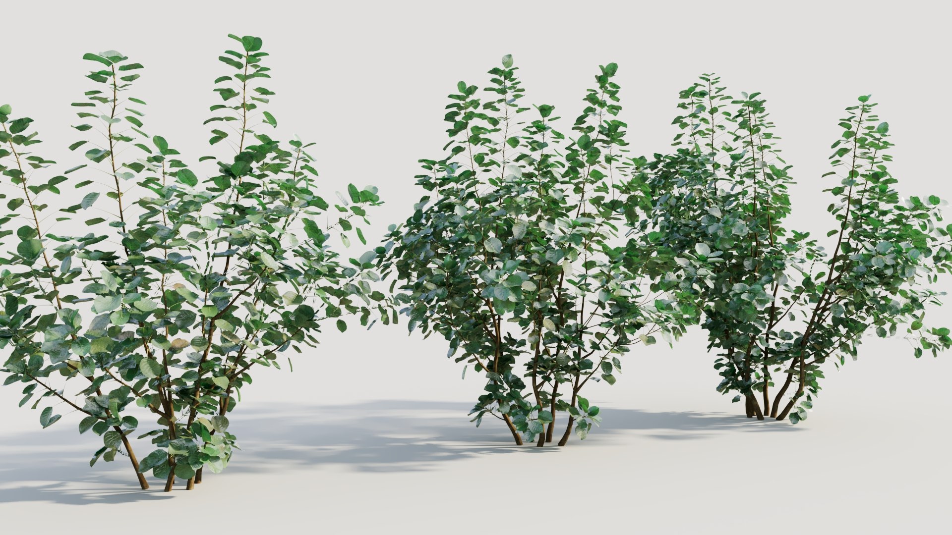 3D Cotinus coggygria a https://p.turbosquid.com/ts-thumb/eR/Hl1Bbj/N2/cotinuscoggygriaa_5/jpg/1708406121/1920x1080/fit_q87/5142ad17aa7542e12dd5a067a565bf5bdaa119de/cotinuscoggygriaa_5.jpg