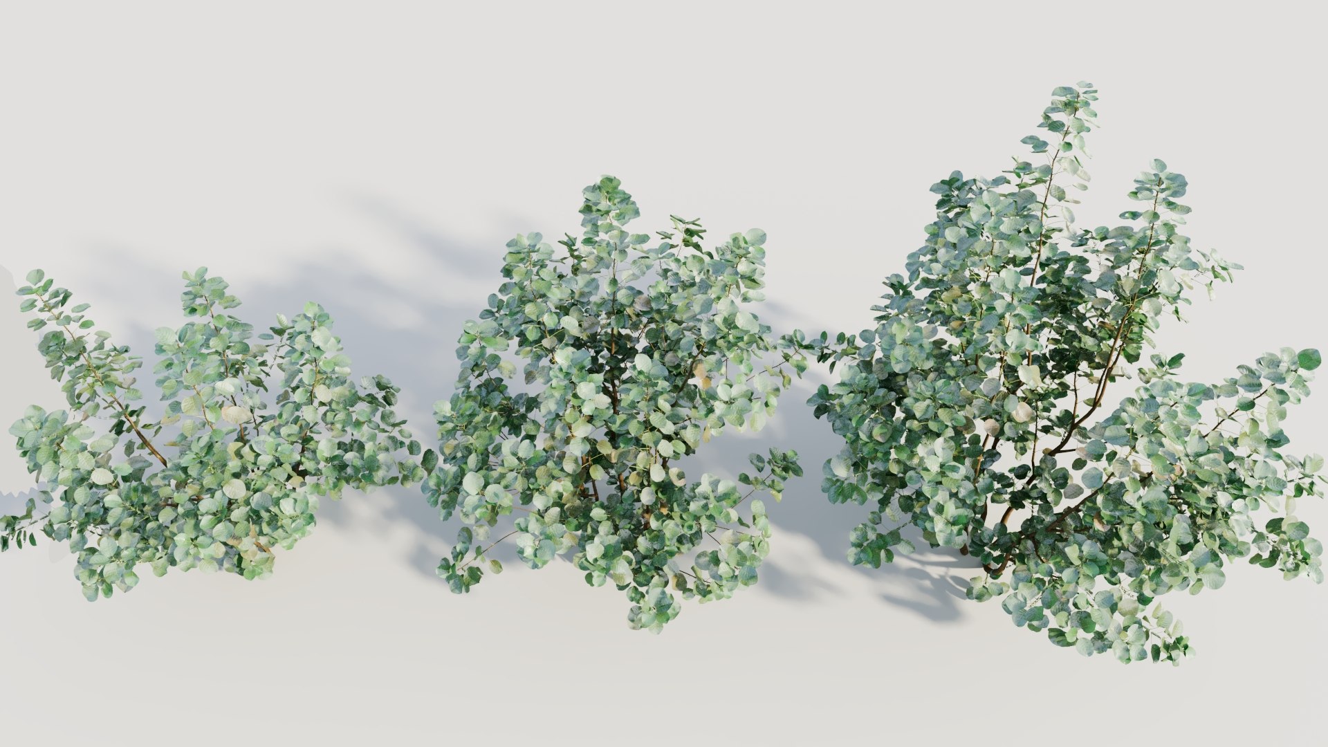 3D Cotinus coggygria a https://p.turbosquid.com/ts-thumb/eR/Hl1Bbj/Pz/cotinuscoggygriaa_4/jpg/1708406125/1920x1080/fit_q87/c6e6f1ee422cb13606a453661288519ff4de51f9/cotinuscoggygriaa_4.jpg