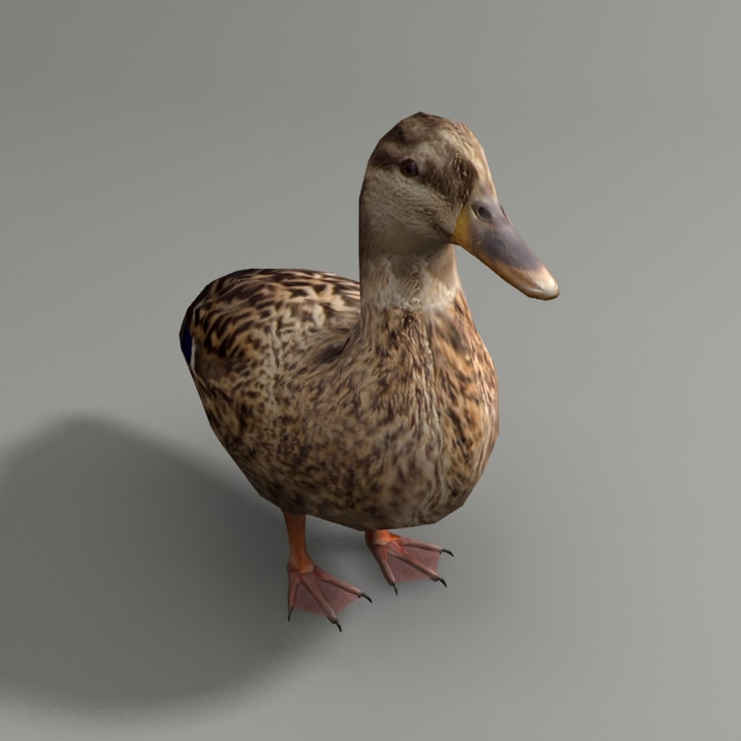 3d модель утки. Утка 3д модель. Duck 3d model. Крутая утка 3д модель. Скутерхои утка фасон.