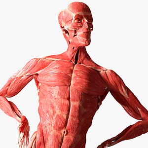 Muscular System Male Anatomy Rigged for Maya