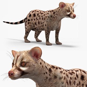 3D Asian Palm Civet Musang Spotted Coat Brown model