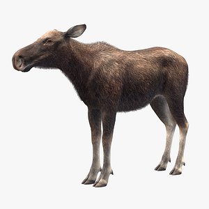 Moose - Cow