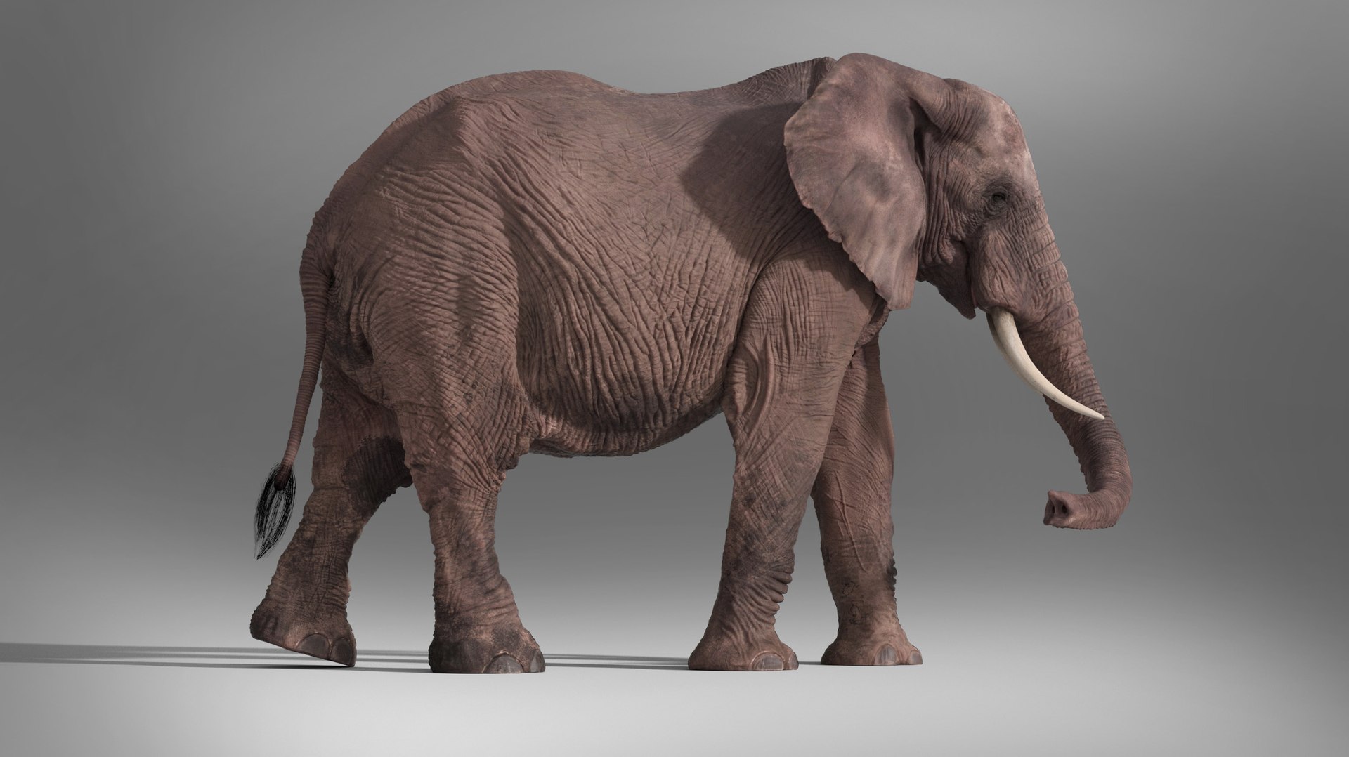 3D African Elephant - photo realistic https://p.turbosquid.com/ts-thumb/eR/fq9Ty1/9r/rndr23/jpg/1644327694/1920x1080/fit_q87/340629cb3aa9ee676118da449683e6e20378bd15/rndr23.jpg