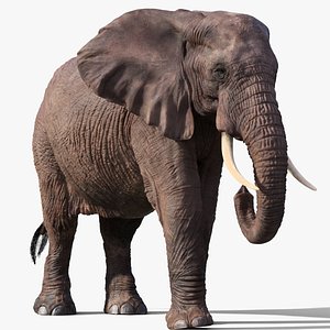 3D African Elephant - photo realistic