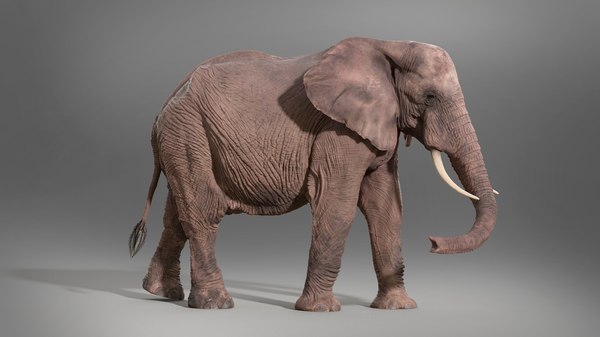 アフリカゾウ-写実的な写真3Dモデル - TurboSquid 1851937