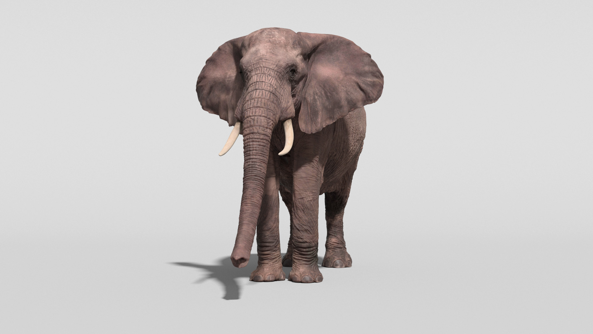 3D African Elephant - photo realistic https://p.turbosquid.com/ts-thumb/eR/fq9Ty1/hf/turn2/jpg/1644330191/1920x1080/turn_fit_q99/5229c370f1a6f73a90ed441a2af3f23dac01fad0/turn2-1.jpg