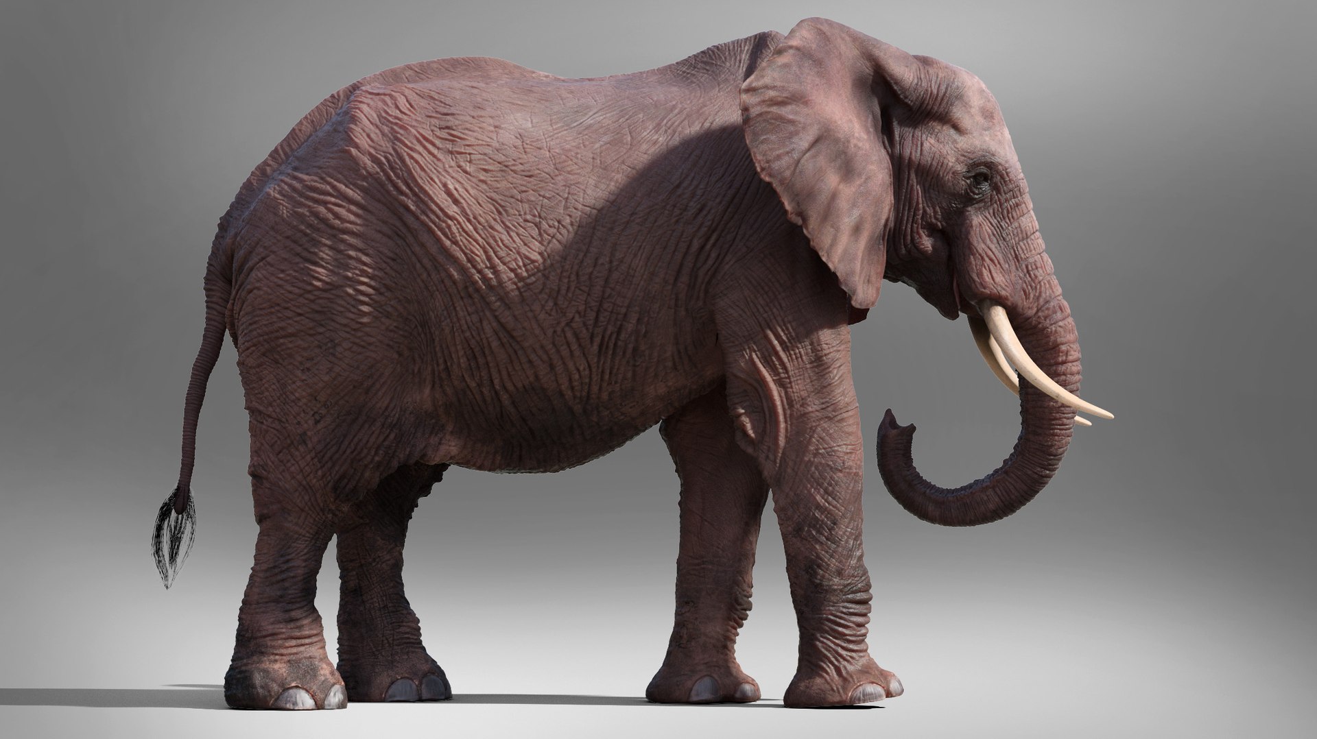 3D African Elephant - photo realistic https://p.turbosquid.com/ts-thumb/eR/fq9Ty1/i9/rndr10/jpg/1644327691/1920x1080/fit_q87/bbc98ca3ebc50202cddfd64b9f1b2dcbc0d894d2/rndr10.jpg