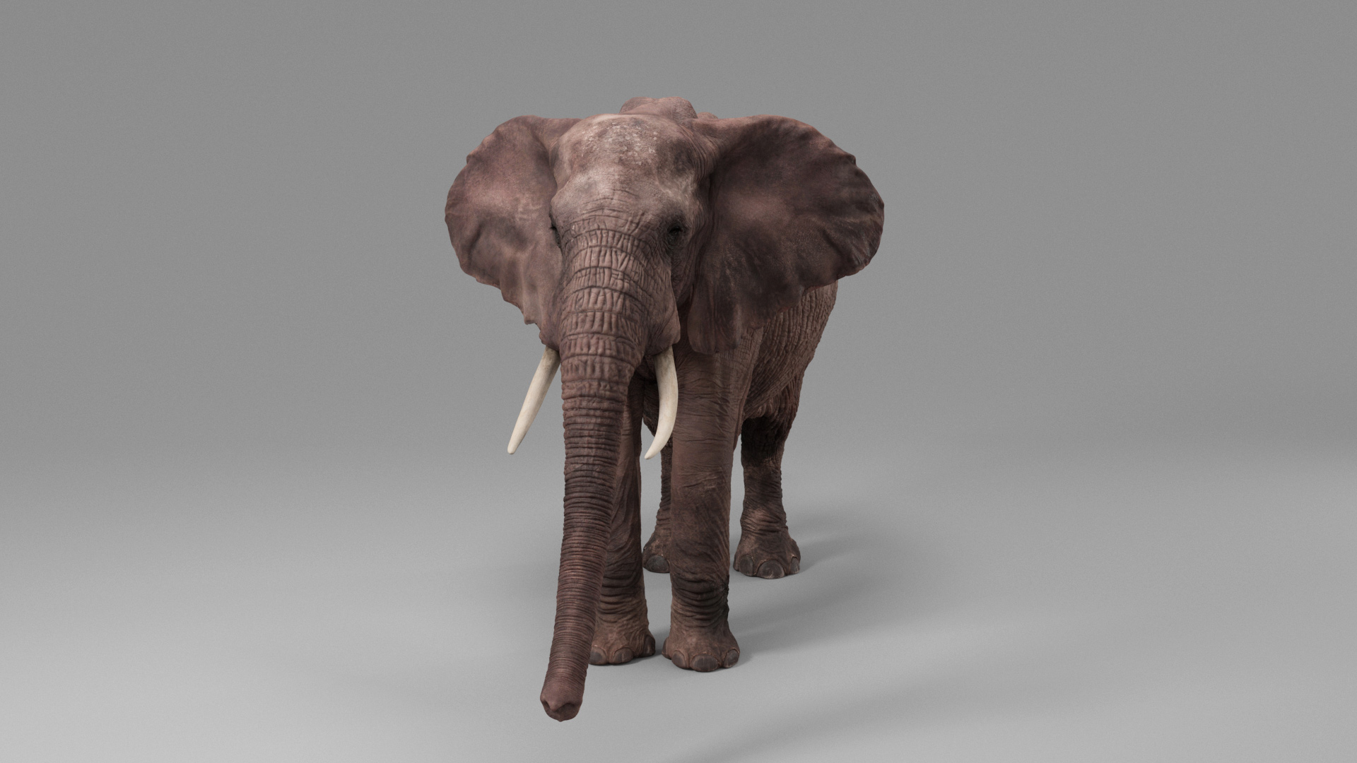 3D African Elephant - photo realistic https://p.turbosquid.com/ts-thumb/eR/fq9Ty1/s1/turn2/jpg/1644334485/1920x1080/turn_fit_q99/0927ac1517a35c3b7d4be986f6dfe15e8751d96e/turn2-1.jpg