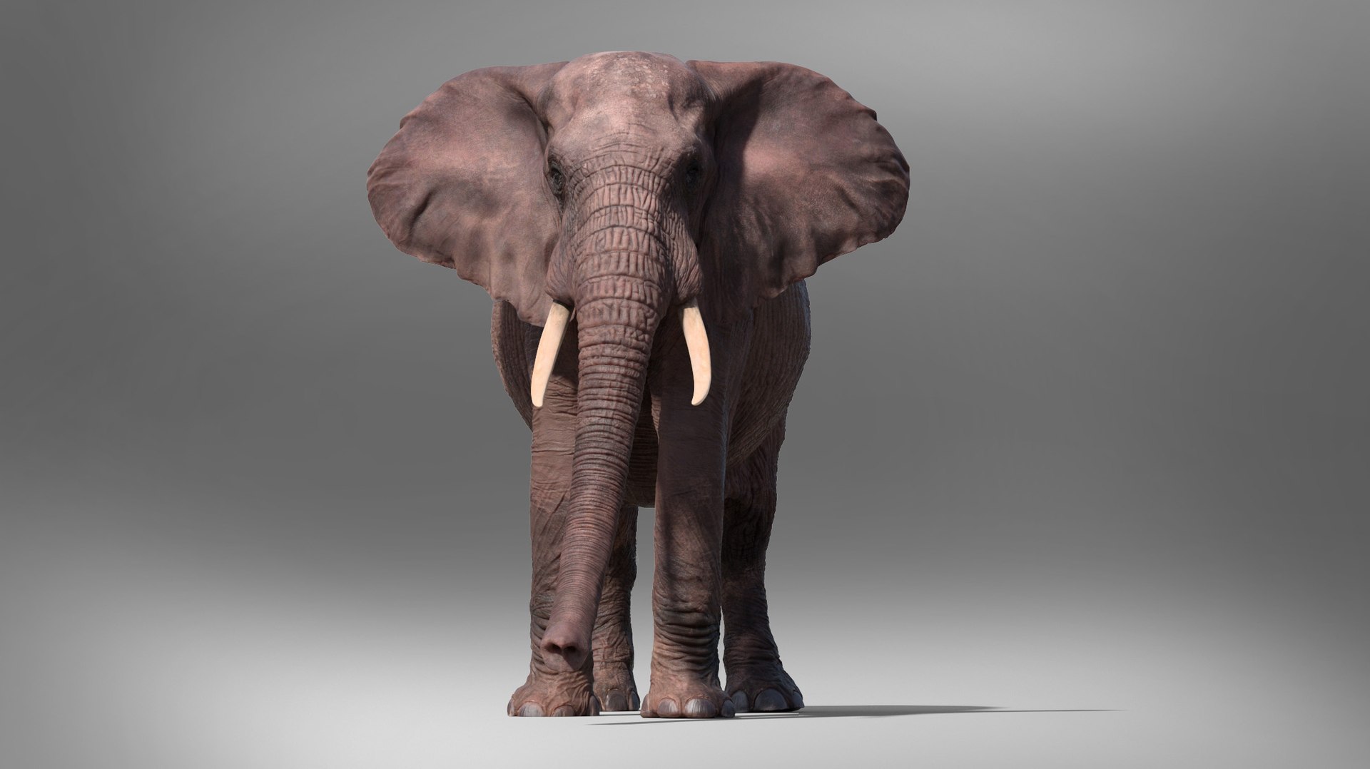 3D African Elephant - photo realistic https://p.turbosquid.com/ts-thumb/eR/fq9Ty1/xu/rndr14/jpg/1644327694/1920x1080/fit_q87/7f29fbe5e7188cc004b32cb31dbac82406a99d43/rndr14.jpg