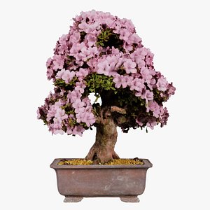 Satsuki Azalea Small Light Pink Rhododendron Indicum Bonsai Tree Remastered