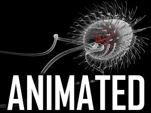 Escherichia Coli