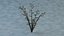 Frosted Lingonberry - Small Evergreen Leaves and Berries