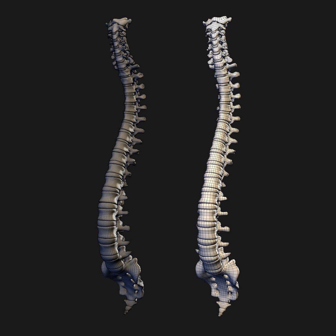 Maya Human Spine