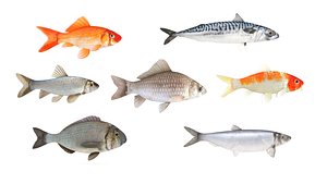 Fish Collection