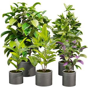 plant vol 777 - indoor - rubber - ficus model