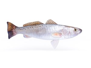 3D spotted seatrout fish model