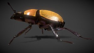 scarab beetle insect 3D