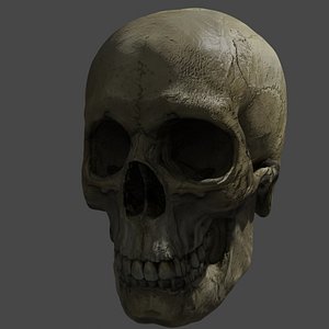 3D skull