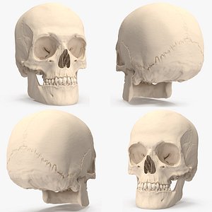 Female and Male Human Skulls Collection