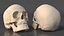 Female and Male Human Skulls Collection