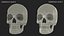 Female and Male Human Skulls Collection