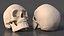 Female and Male Human Skulls Collection
