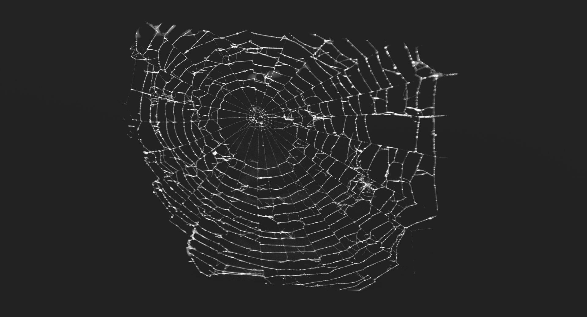 3D Spider Web Spiderweb - TurboSquid 1178397