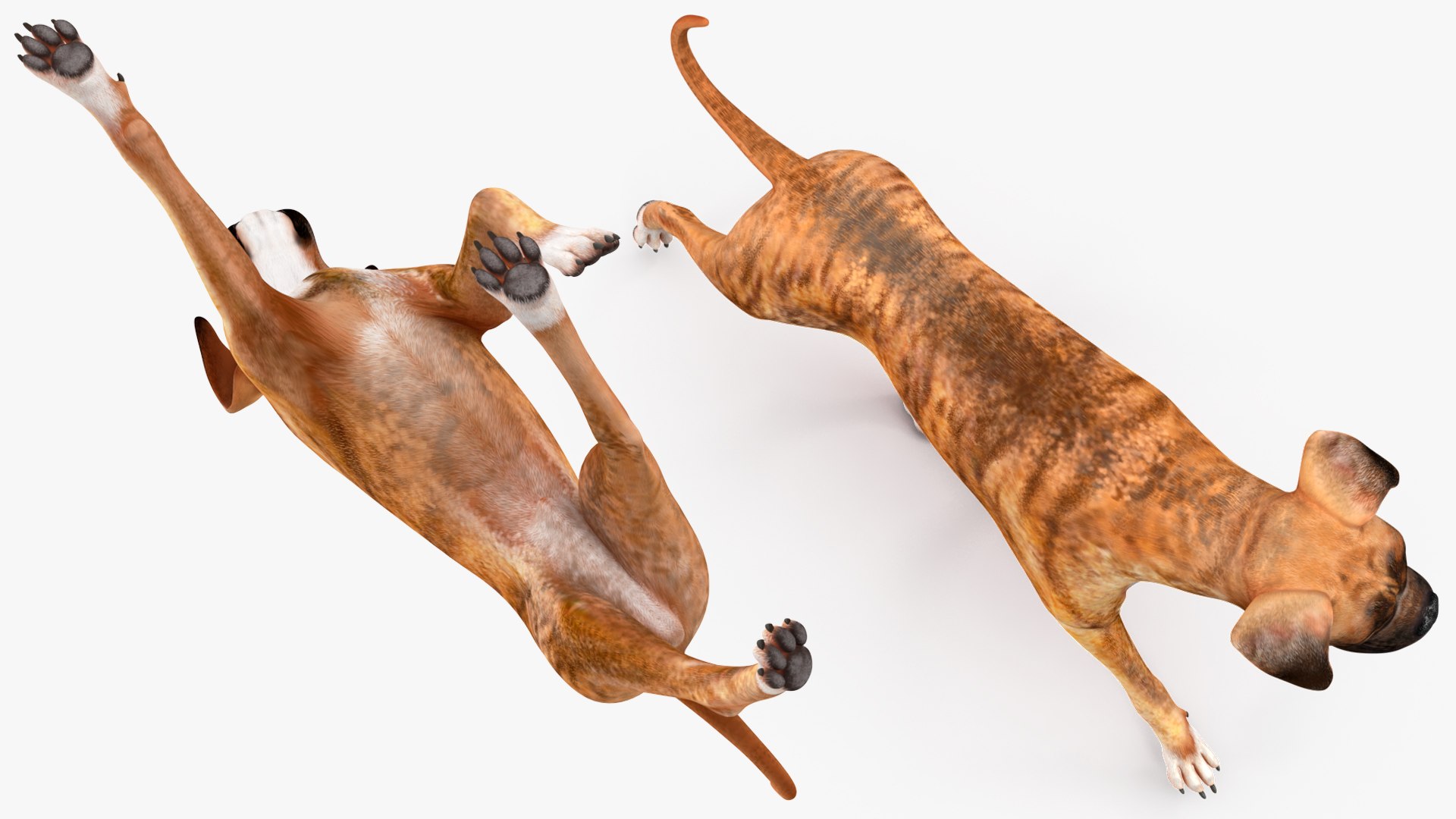 Running Dog Boxer Tiger Colored model https://p.turbosquid.com/ts-thumb/eT/G1CaS7/HZ/runningdogboxertigercolored3dsmodel011/jpg/1719897949/1920x1080/fit_q87/141287bbd784e8becd8df809153585928a13b6d7/runningdogboxertigercolored3dsmodel011.jpg