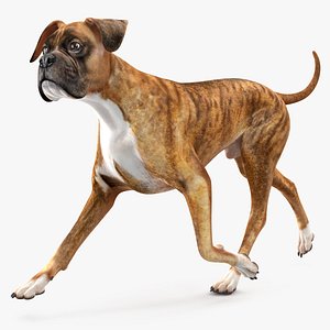 Running Dog Boxer Tiger Colored