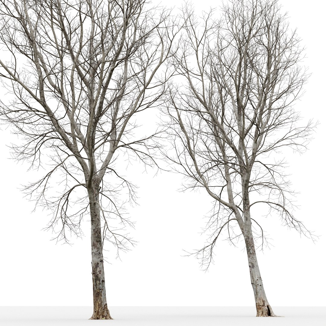 Plane-tree Sycamore Platanus V16 3D https://p.turbosquid.com/ts-thumb/eT/KSkiCz/T5/6/jpg/1669621986/1920x1080/fit_q87/729de5abe0fcff72c4f9fce5200052c5c6305dc5/6.jpg