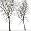 Platano Sycamore Platanus V16