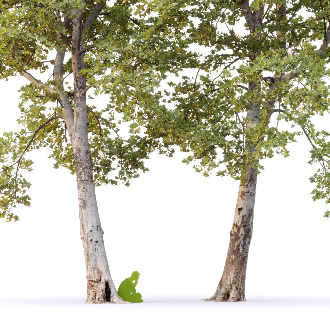 Plane-tree Sycamore Platanus V16 3D https://p.turbosquid.com/ts-thumb/eT/KSkiCz/ej/2/jpg/1669621984/1920x1080/fit_q87/dee862ff93e969a9f1dd0c03b421c978e085dbd2/2.jpg