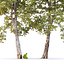 Platano Sycamore Platanus V16