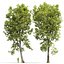 Platano Sycamore Platanus V16