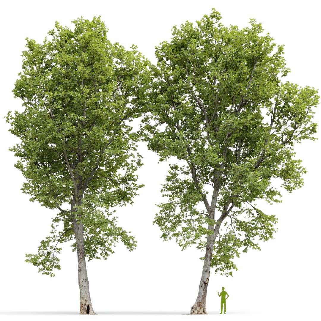Plane-tree Sycamore Platanus V16 3D https://p.turbosquid.com/ts-thumb/eT/KSkiCz/kj/5/jpg/1669621986/1920x1080/fit_q87/5a7619e899c11ba4050ba19fc01149c917633296/5.jpg