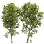Platano Sycamore Platanus V16