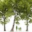 Platano Sycamore Platanus V16