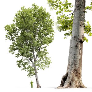 Plane-tree Sycamore Platanus V16