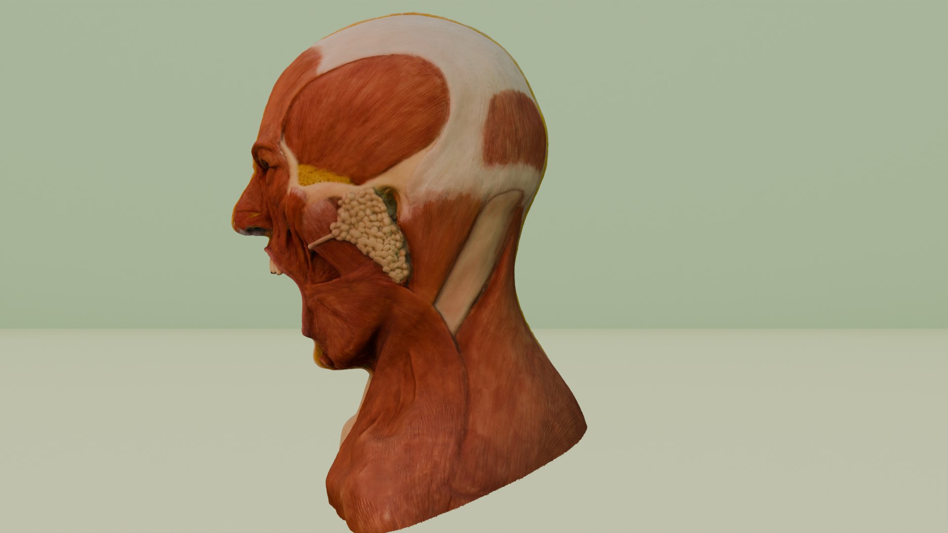 3D the anatomy of rage https://p.turbosquid.com/ts-thumb/eT/OXLrnz/Fj/2/png/1752645719/1920x1080/fit_q87/0cb3319d9f9ff1b428f822e8d2e52e63c8d3fa83/2.jpg